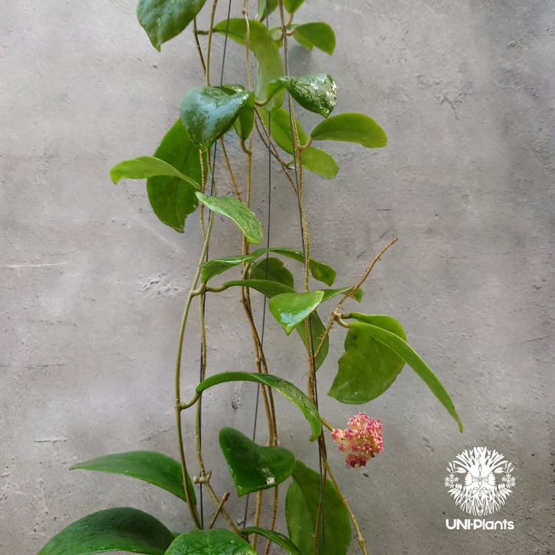 希少! Hoya mindorensis pink ホヤ ミンドレンシス ピンク Hoya M