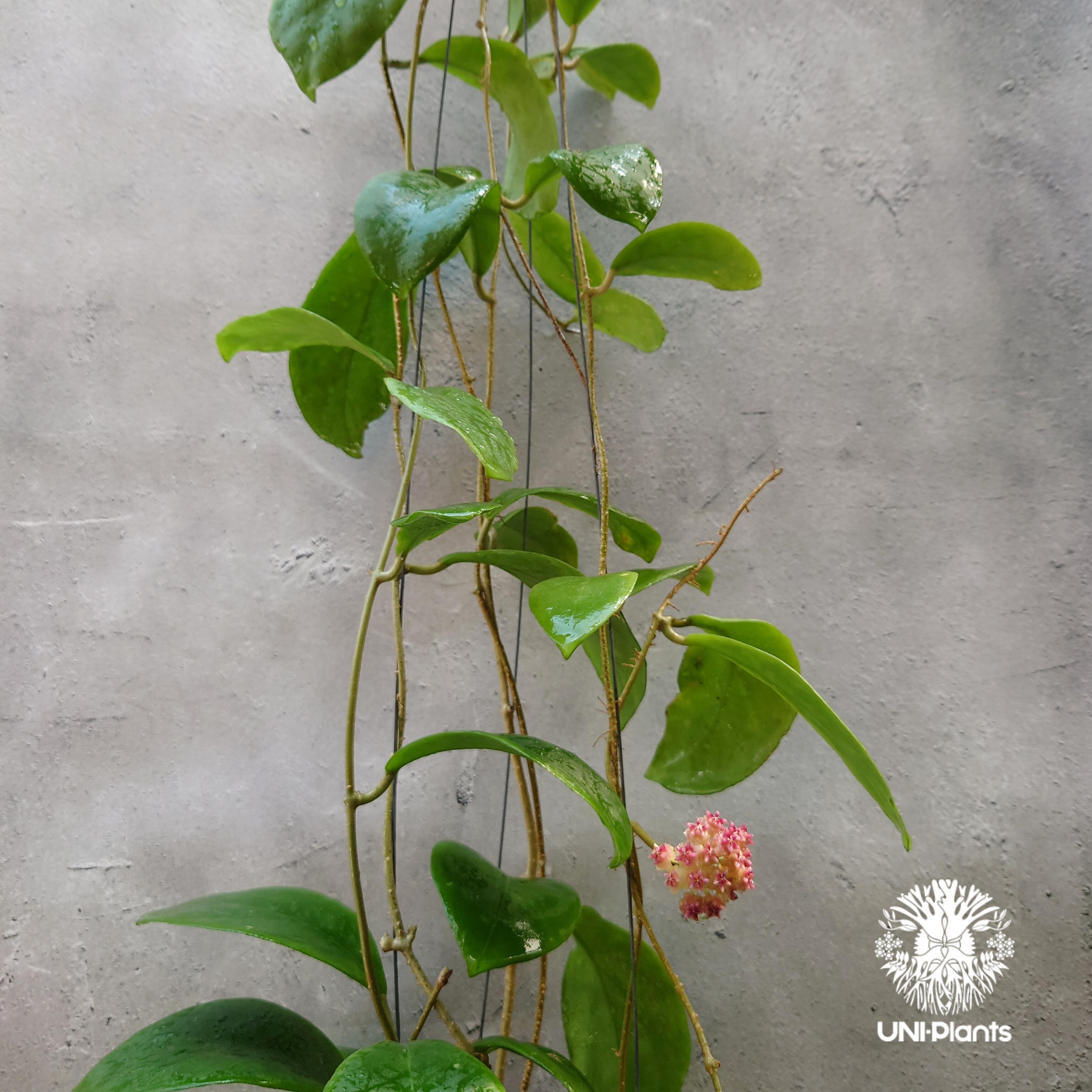 希少! Hoya mindorensis pink ホヤ ミンドレンシス ピンク Hoya M
