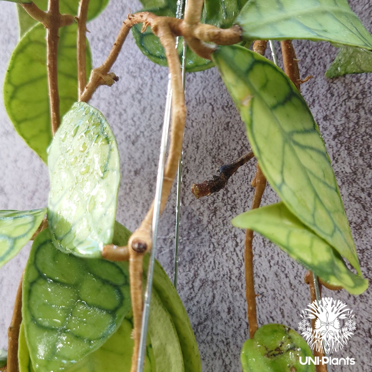 HOYA・ホヤ・Larisa・開花中・花座あり HOYA・ホヤ・Larisa・開花中・花座あり - メルカリ