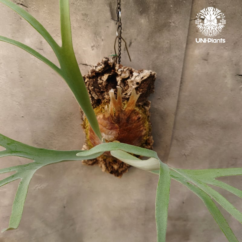 ビカクシダ レモイネイ Platycerium veitchii 'Lemoine' コウモリ