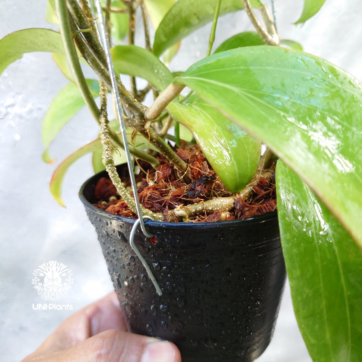 ホヤ メリリー ロングリーフ Hoya merrilli long lesves(red le