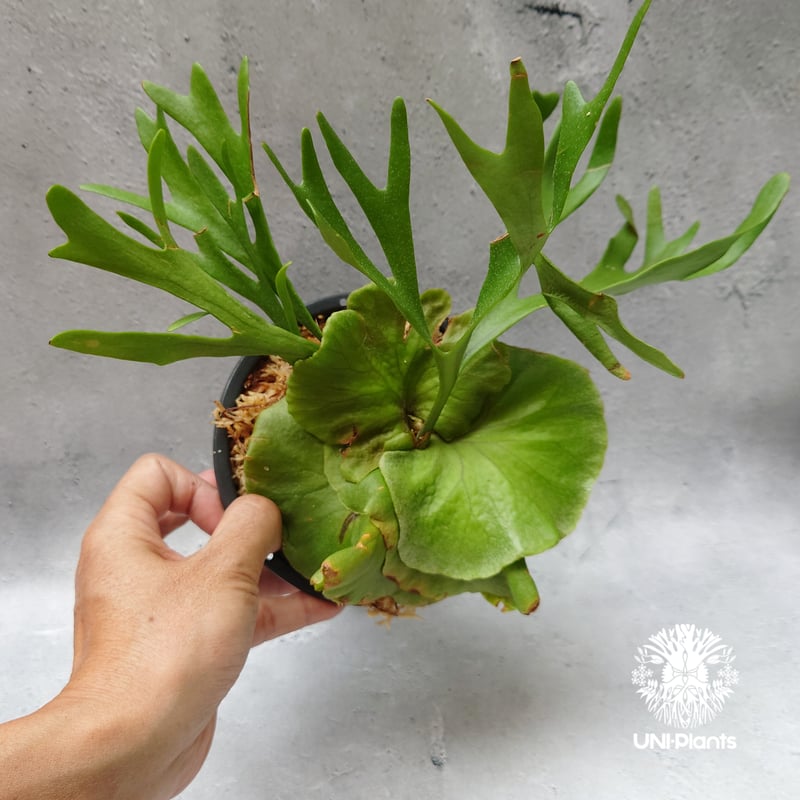 ビカクシダ キッチャクード シンリーフ Platycerium Kitshakood thin