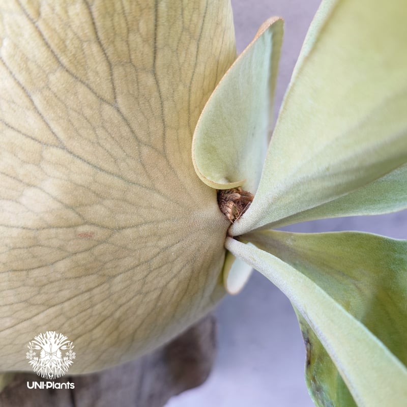 ビカクシダ ヒリー パナマ Platycerium hillii Panama