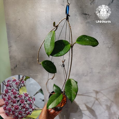 CATEGORY ホヤ植物 (Hoya) | UNI-Plants ビカクシダ、ホヤ植物、着生