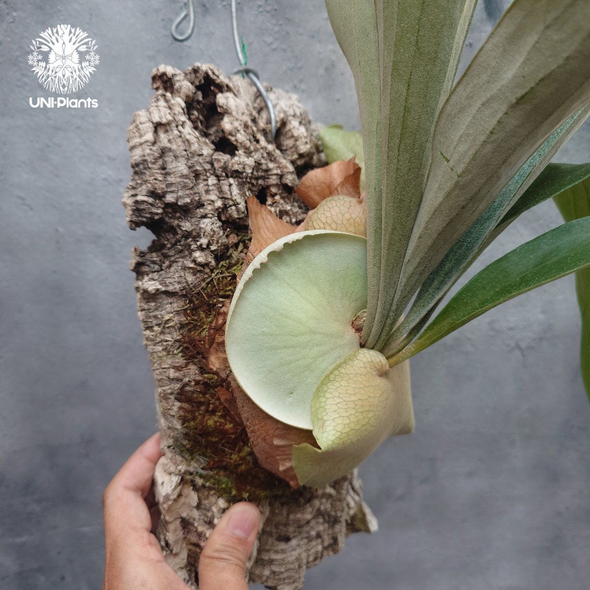 Platycerium Mt.Lewis（pup）ビカクシダ マウントルイス シダ