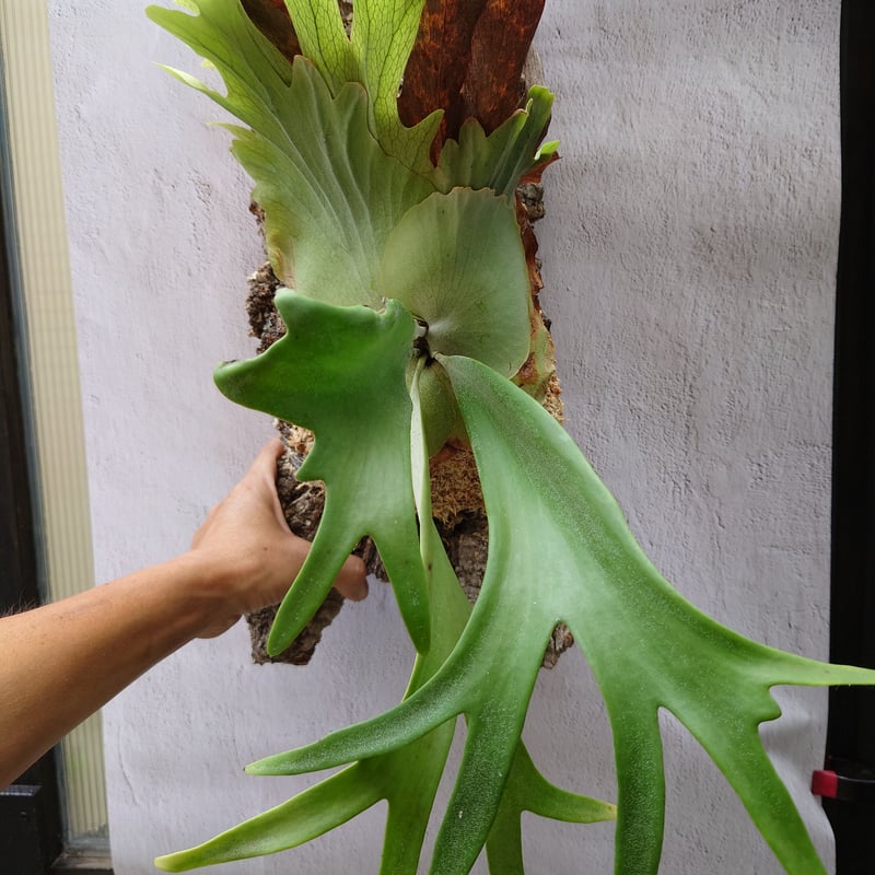 ビカクシダ ウィリンキーcv.インドネシア Platycerium