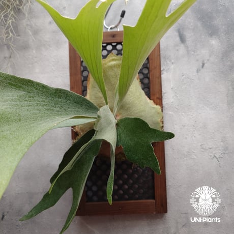 ビカクシダ 品種不明 Platycerium sp.コウモリラン ビカクシダ  ビフルカツム or ネザーランド系  シダ植物 ビカクシダパネル付け 着生植物
