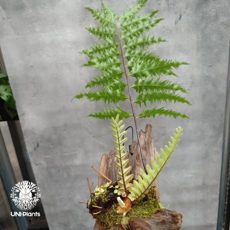 Drynaria rigidula `whitei ドリナリア·リギデュラ'ホワイティ' 流木仕立て 観葉植物 珍奇植物 植物 着生植物 インテリア植物 珍しい シダ植物