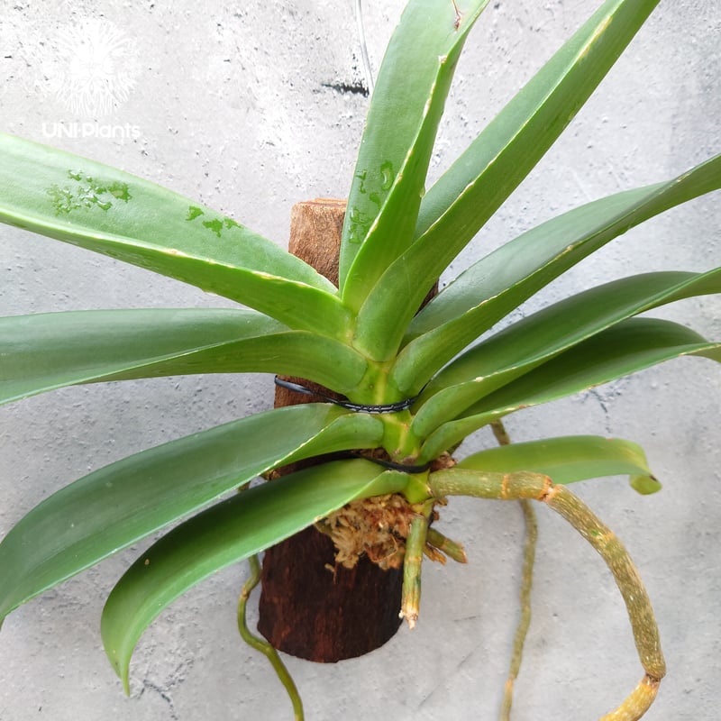 リンコスティリス Rhynchostylis hybrid Kom 着生植物 珍しい 着生蘭