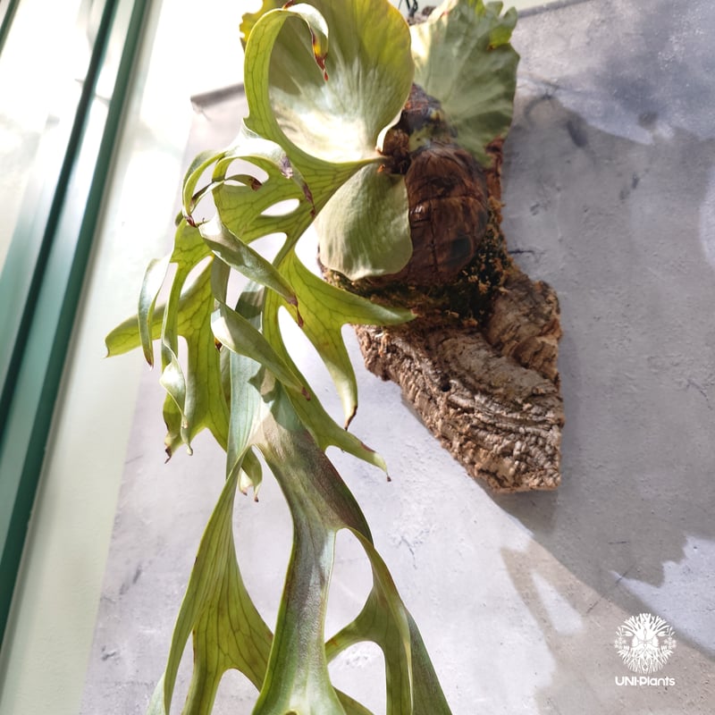 タイ直輸入・現地選抜】Platycerium coronarium Philippines