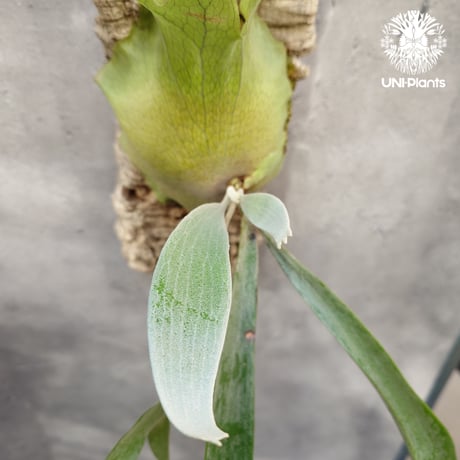 Platycerium Paul Vespa ビカクシダ ポールベスパ ビカクシダ コウモリラン Platycerium