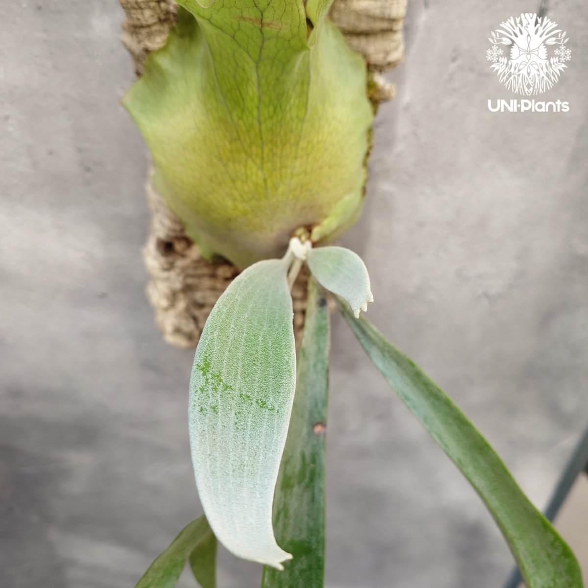 Platycerium Paul Vespa ビカクシダ ポールベスパ ビカクシダ Platycerium Paul Vespa ビカクシダ ポールベスパ ビカクシダ