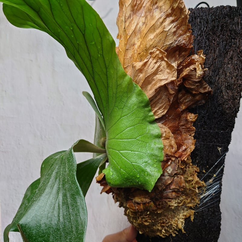 ビカクシダ エレファントティス Platycerium elephantotis ヘゴ