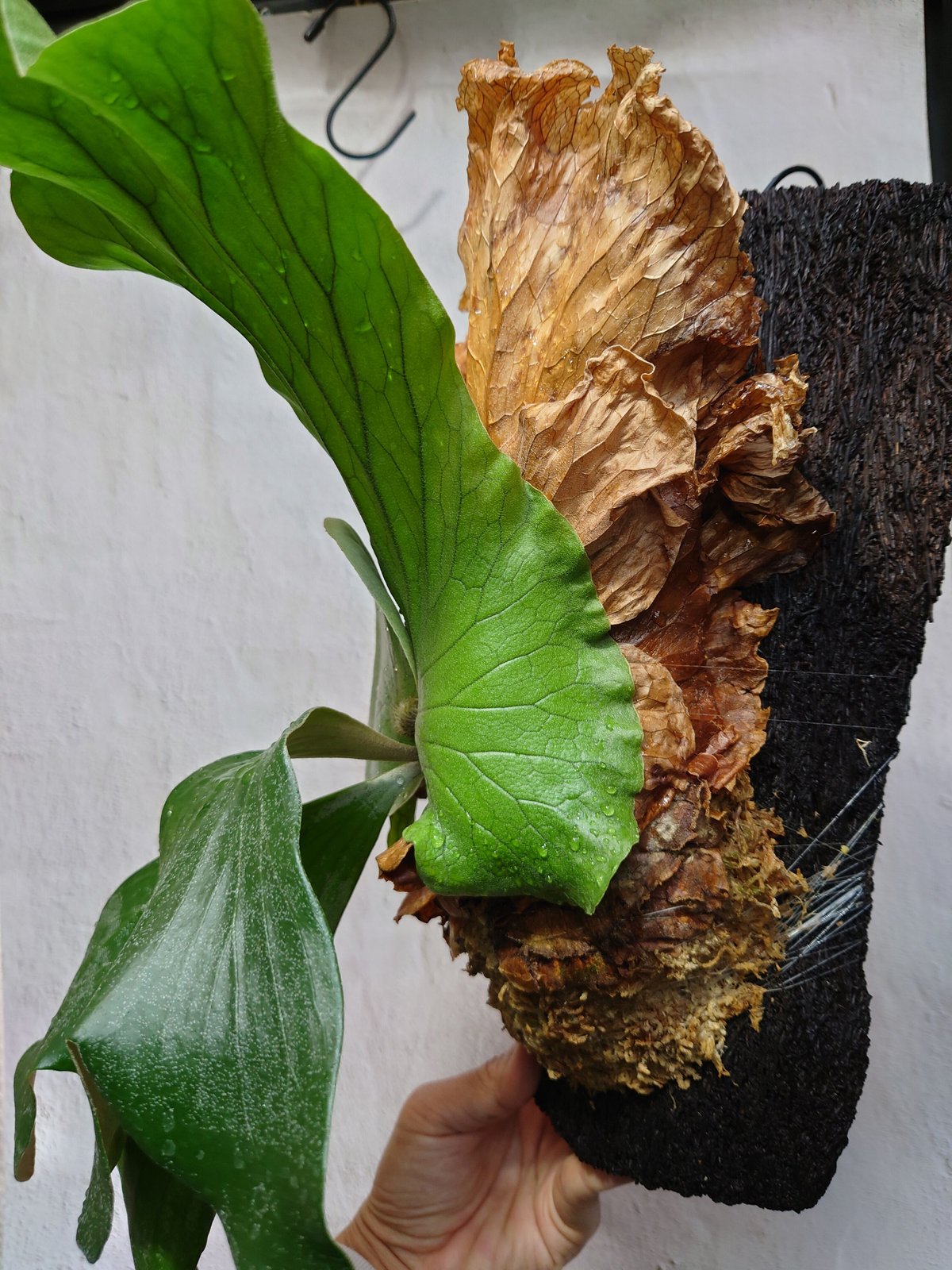 ビカクシダ板付 エレファントティス 0013 八八工廠様 3D板仕様 ビカクシダ エレファントティス Platycerium elephantotis ヘゴ