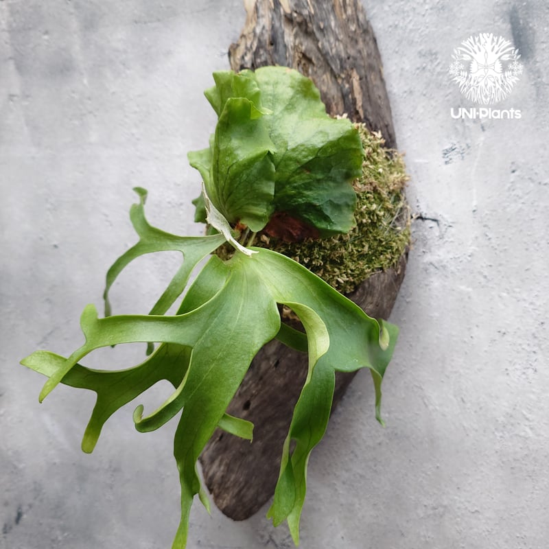 ビカクシダ コロナリウム フィリピネスフォーム Platycerium coronarium