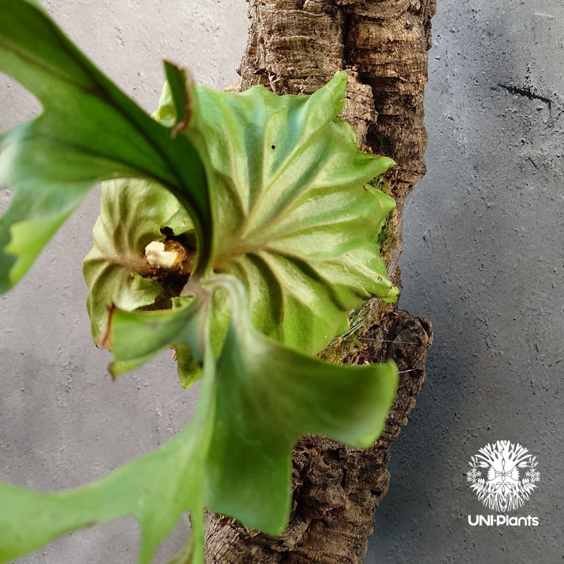 ビカクシダ リドレイ コルクチューブ着生 Platycerium Ridleyi