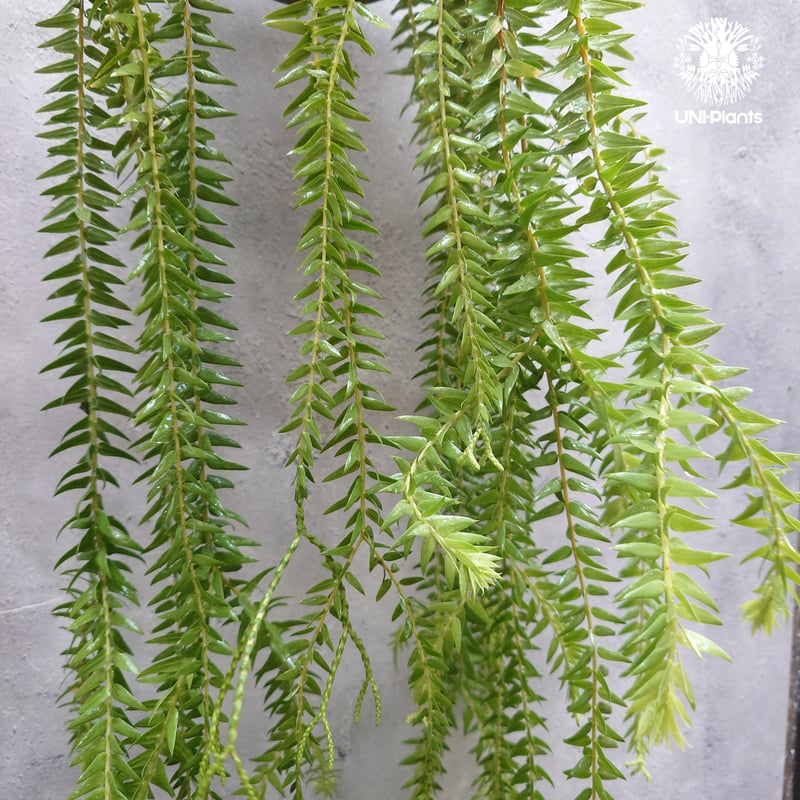Huperzia spp. フペルジア Phlegmariurus (フレグマリウルス) 観