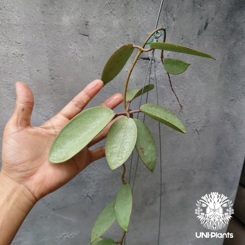 Hoya Silver Dollar ホヤ　シルバーダラー 極上品 サクララン Hoya Silver dollar ホヤ シルバー ダラー ホヤ 希少 ホヤ植物