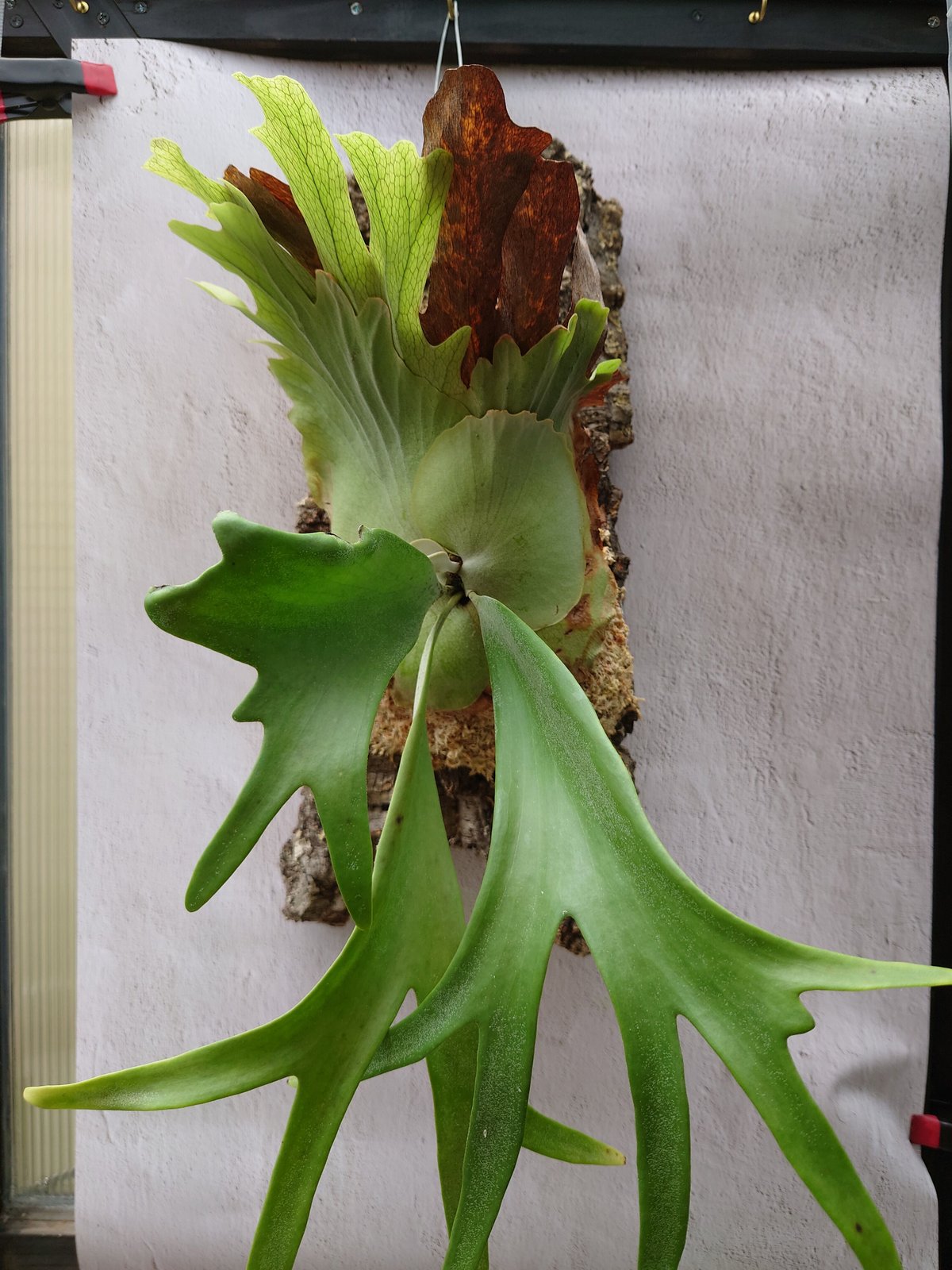 ビカクシダ ウィリンキーcv.インドネシア Platycerium willinckii cv.Indonesia コウモリラン  ビカクシダウィリンキー 植物 シダ植物 ビカクシダコルク付け