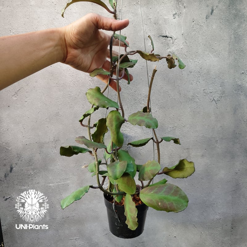 Hoya Waymaniae Borneo ホヤ ウェイマニアエ ボルネオ ホヤ植物 ホヤの