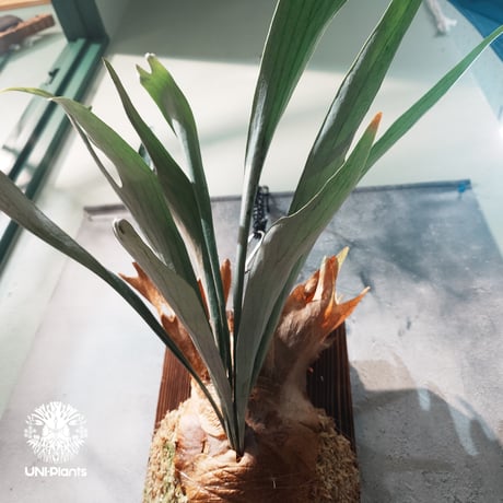 【国内繁殖株・一点物】Platycerium Mt.Lewis ｜ビカクシダ マウントルイス｜希少種｜Platycerium ｜ビカクシダ