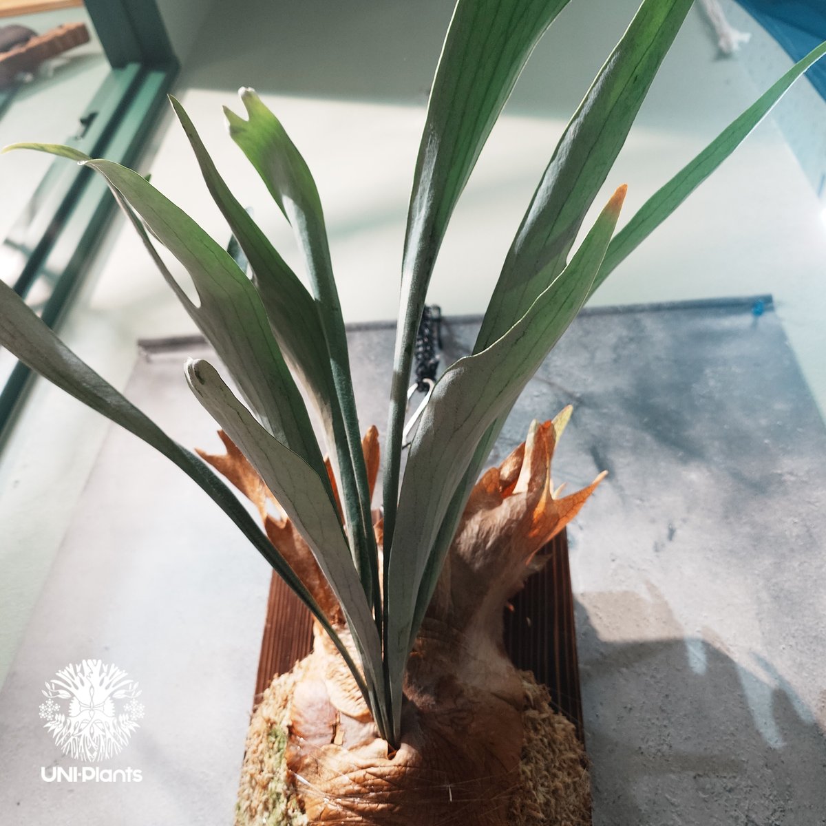 国内繁殖株・一点物】Platycerium Mt.Lewis ｜ビカクシダ マウント