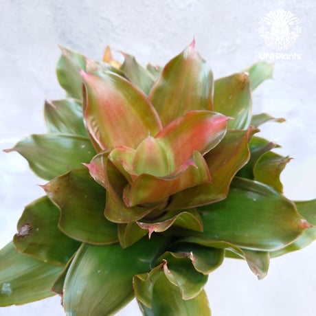 CATEGORY タンクブロメリア | UNI-Plants ビカクシダ、ホヤ植物、着生