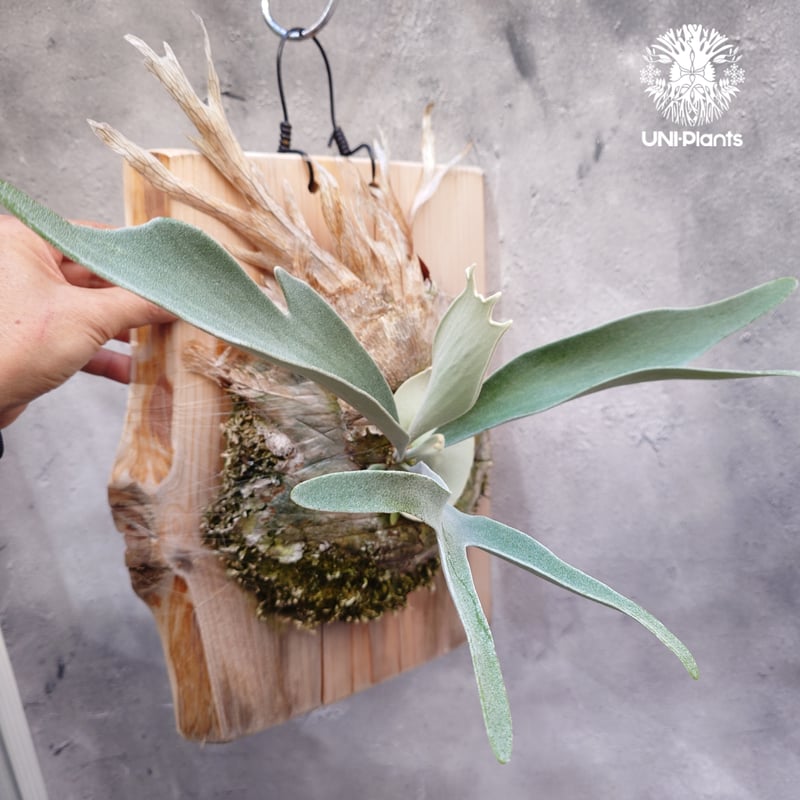 ビカクシダ ベイチー(子株) Platycerium veitchii(pup) コウモリラン