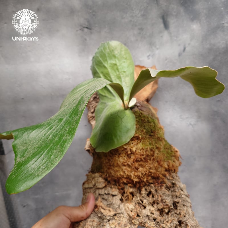 Platycerium elemaria (P. elephantotis x P. andi