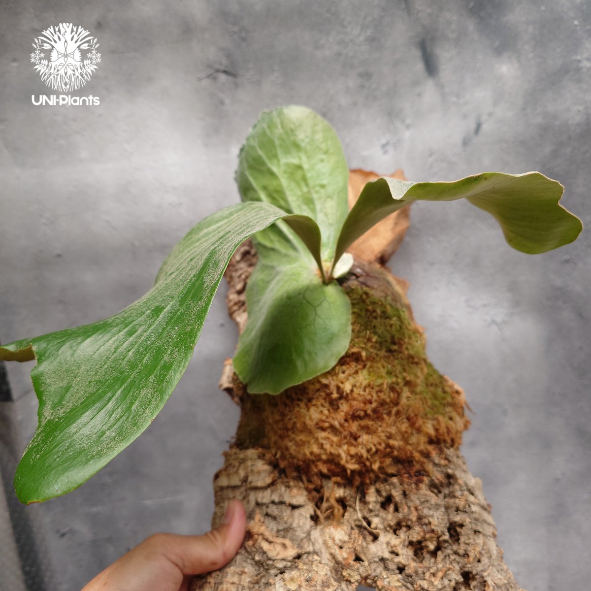 Platycerium elemaria (P. elephantotis x P. andi
