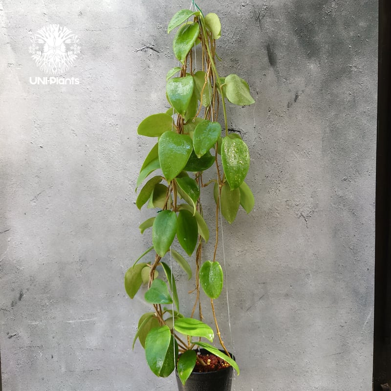 ホヤ アルドリッチ （サクララン） Hoya aldrichii - 植物/観葉植物