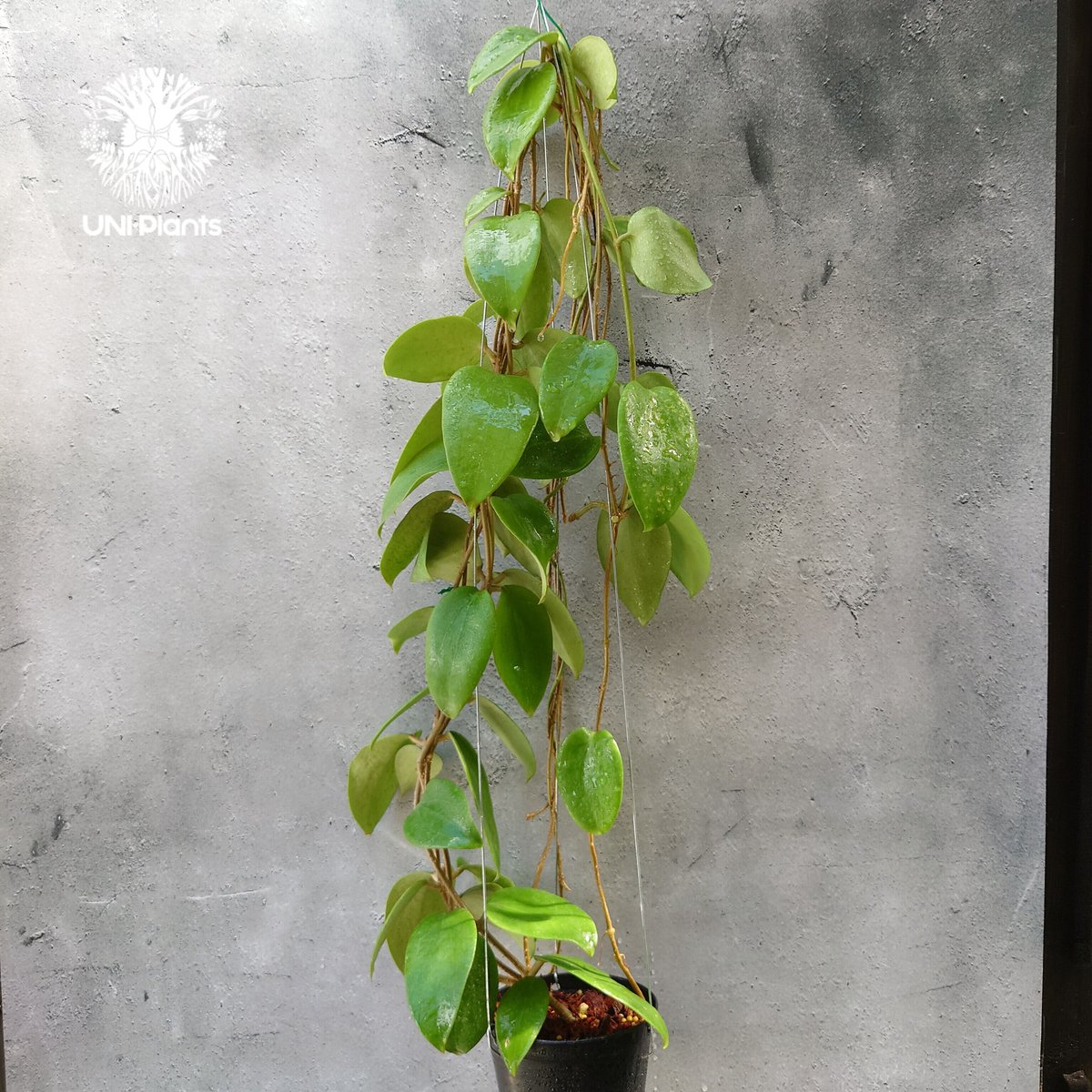 ホヤ アルドリッチ Hoya aldrichii ホヤ植物 サクララン