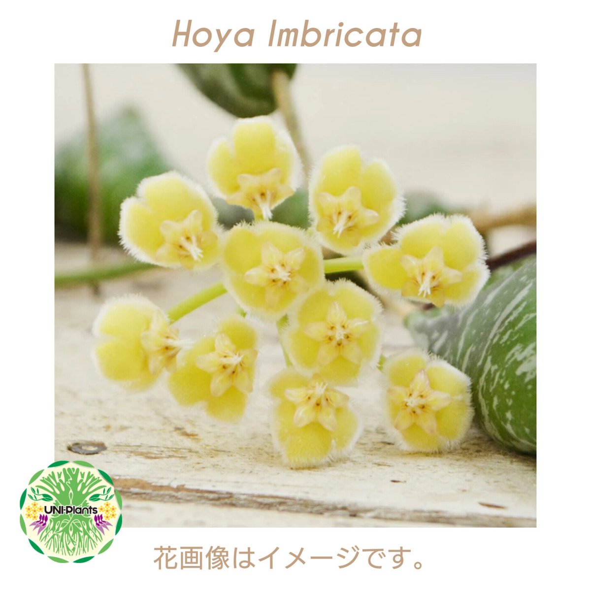 超ロング Hoya Imbricata ホヤ インブリカータ ホヤ植物 ホヤの 超ロング Hoya Imbricata ホヤ インブリカータ ホヤ植物 ホヤの