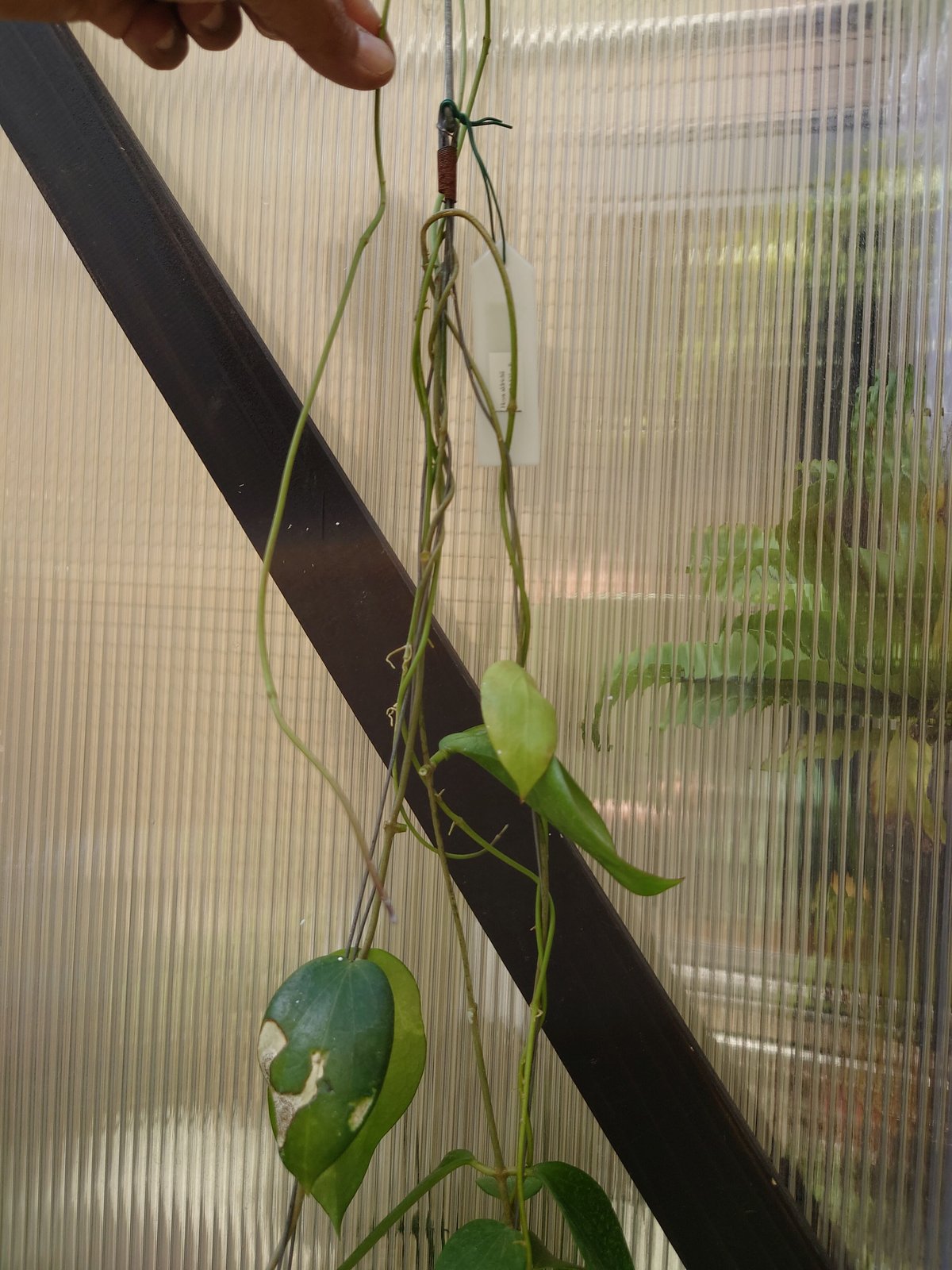 セール　レア　珍種　ホヤ　Hoya chloroleucha サクララン セール レア 珍種 ホヤ Hoya chloroleucha サクララン - メルカリ