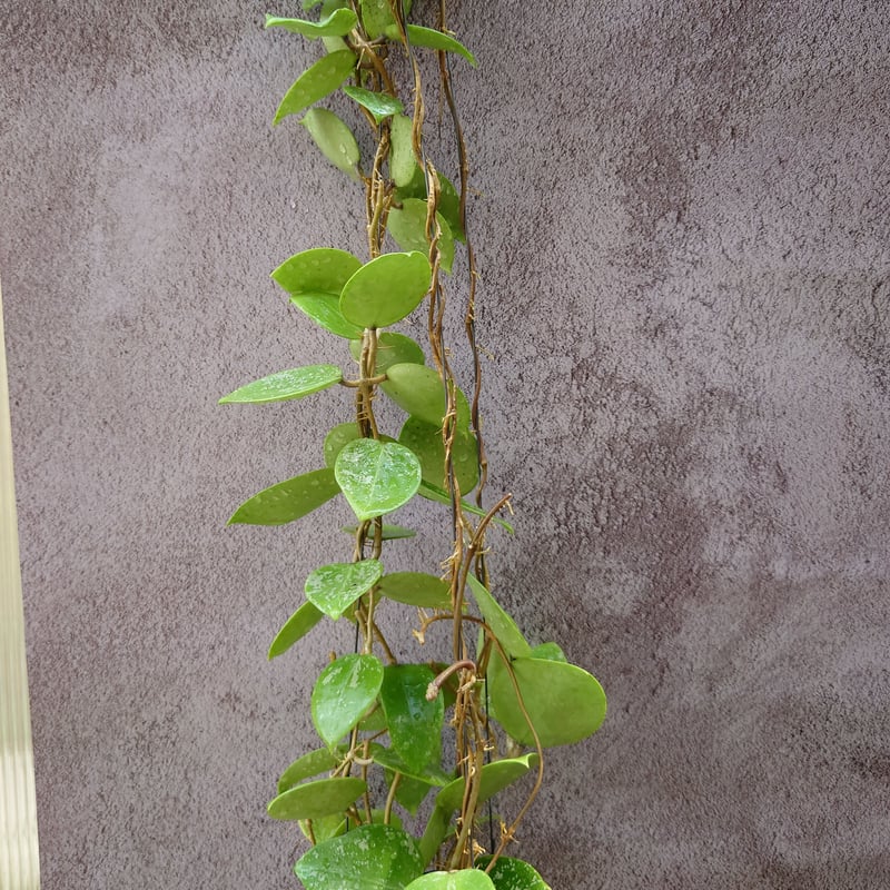 Hoya Parasitica Heart Leaves Splash ホヤ パラシティカ ハ