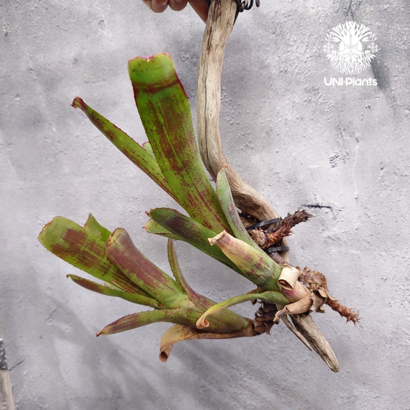 Aechmea hybrid (Green) エクメア ハイブリッド 流木付け