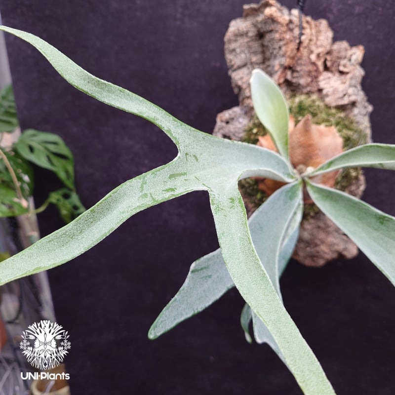 ビカクシダ ベイチー(子株) Platycerium veitchii(pup) コウモリラン