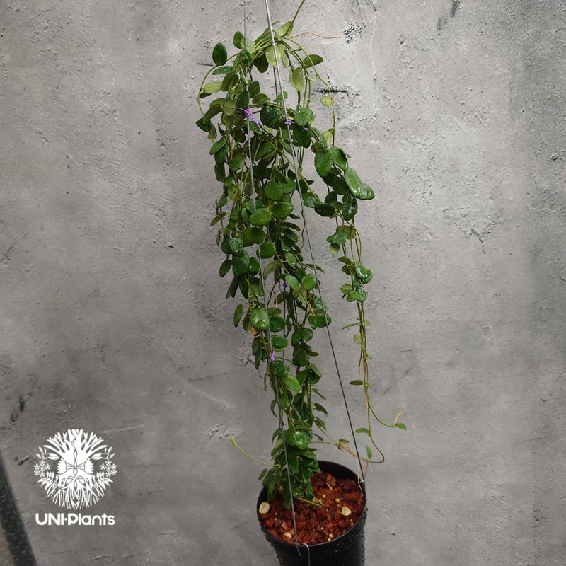 ご予約者様専用ページ ご予約No.UI-250509-1415 Hoya Pulleana ホ