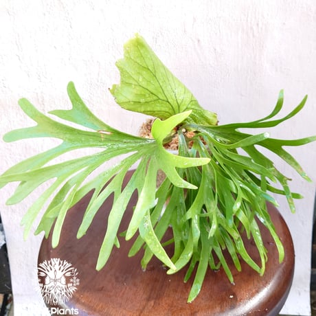 ビカクシダキッチャクードシンリーフ | STORES