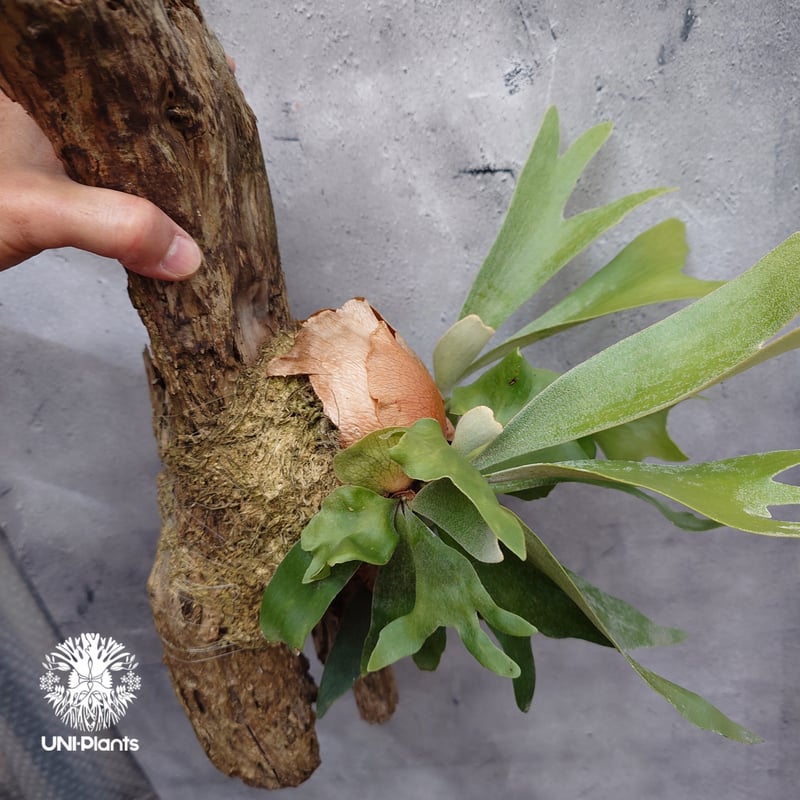 Platycerium sp.(spore) ビカクシダ スポア ビカクシダ シダ植物 ビカ