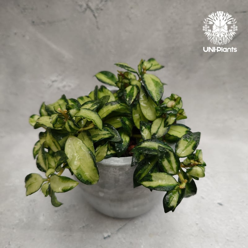 Hoya Lacunosa Bruno ホヤ ラクノーサ ブルーノ 斑入り ホヤ植物 ホヤ