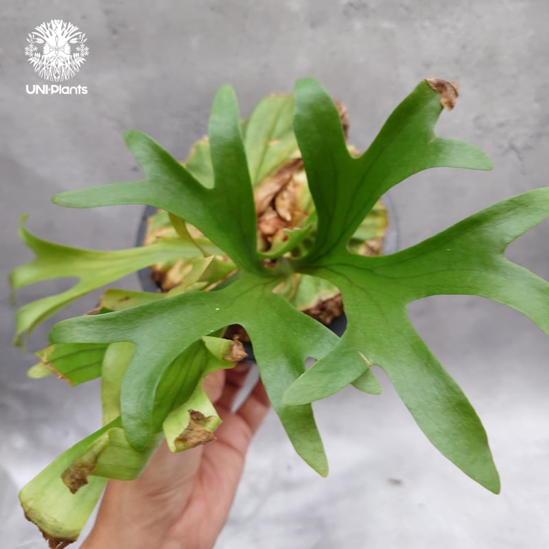 Platycerium kitshakood 