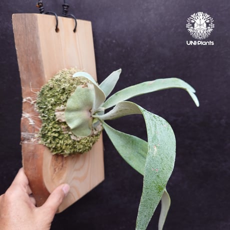 Patycerium veitchii wild ビカクシダ ベイチー ワイルド コウモリラン ビカクシダ原種 シダ植物 ビカクシダ板付け ビカクシダビーチ