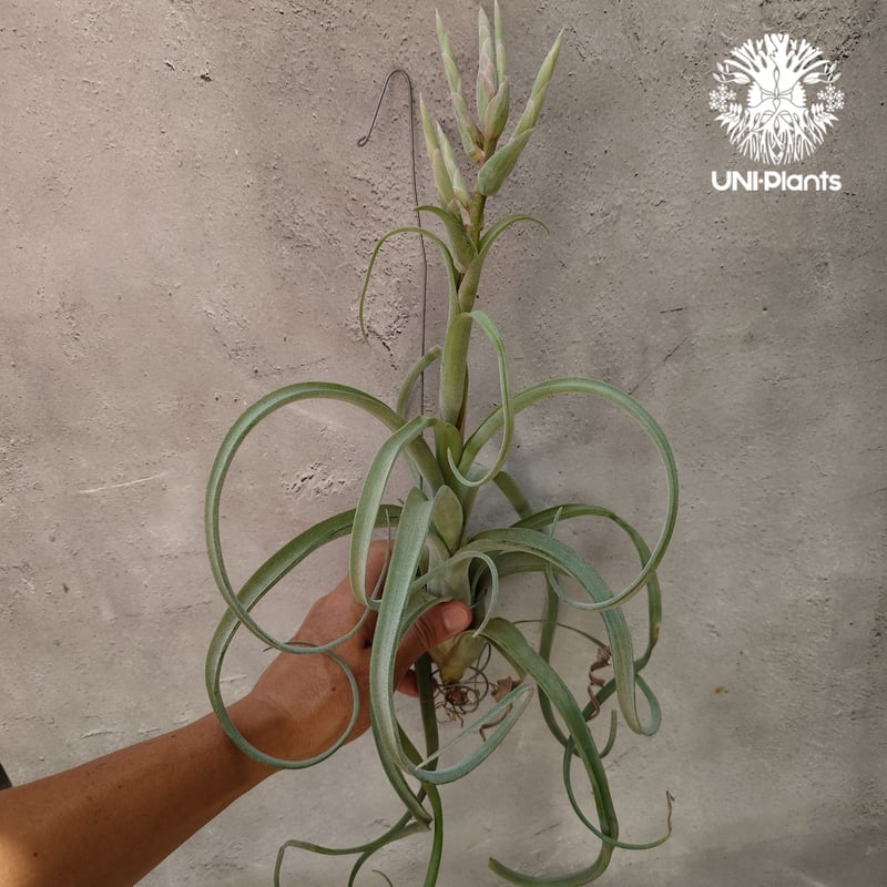 カーリースリム×ディグエティ(※My Original Hybrid) カーリースリム