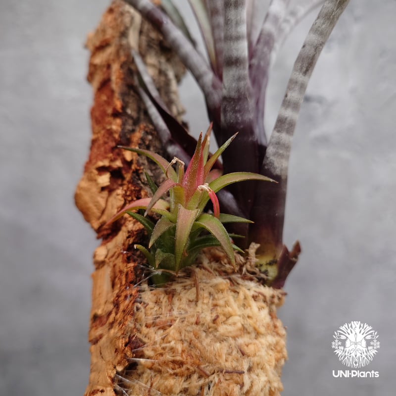 Tillandsia ヒルタ HR＊チランジア ヒルタ v. ヒルタ Tillandsia hirta var. hirta