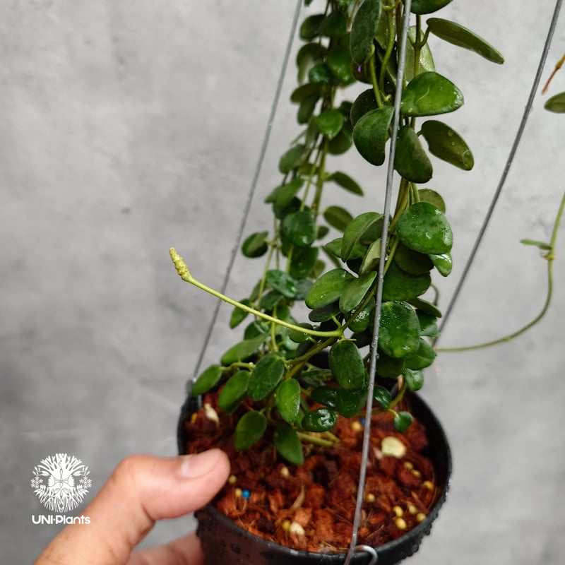 ご予約者様専用ページ ご予約No.UI-250509-1415 Hoya Pulleana ホ