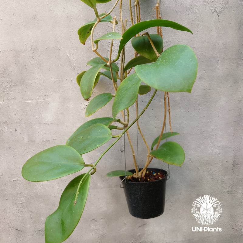 初入荷 希少! Hoya mindorensis pink dragon ホヤミンドレンシス