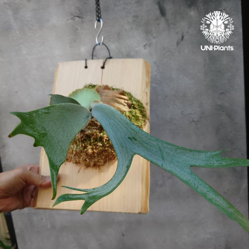 ビカクシダ ウィリンキー　ワイルドインドネシア　大株　親株 ビカクシダ ウィリンキー willinckii wild