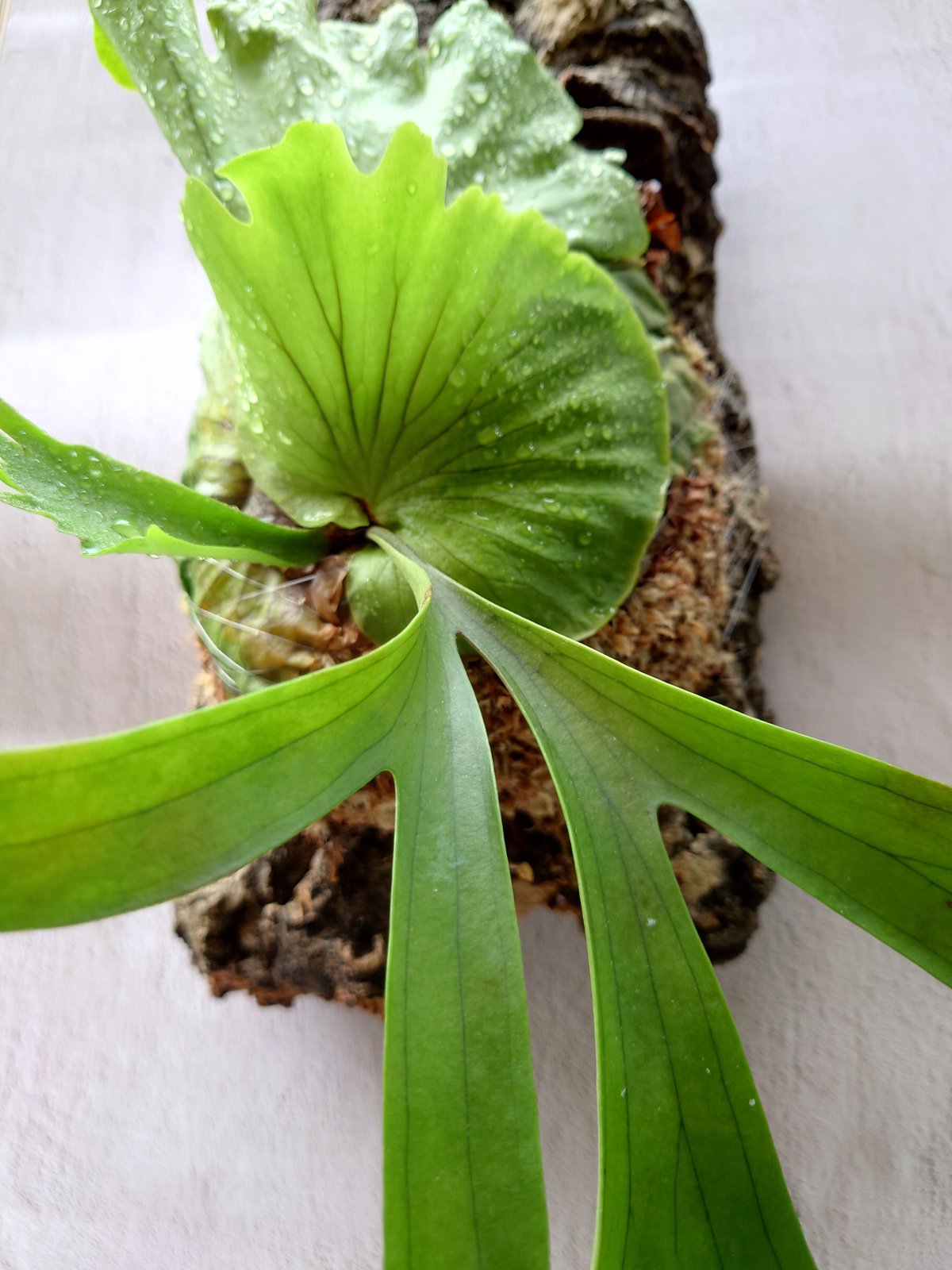 希少! ビカクシダ コロナリウム Platycerium coronarium コウモ