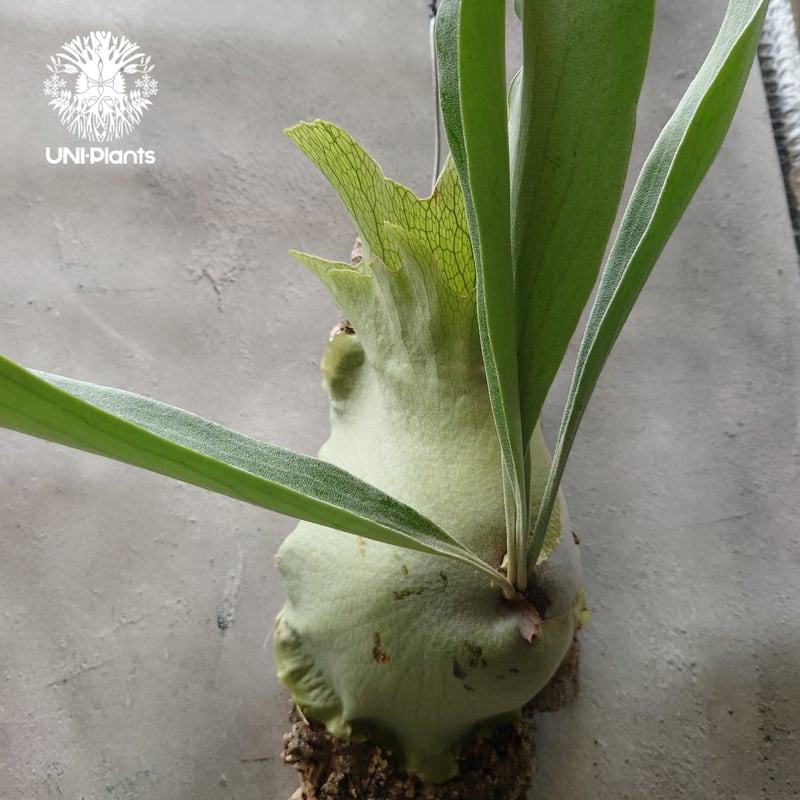 ビカクシダ ビフルカツム Platycerium bifurcatum コウモリラン